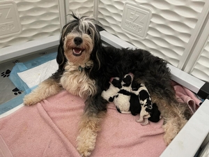 Mini Bernedoodles